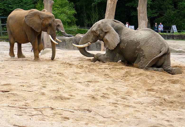 Afrikanischer Elefanten-Bulle TOOTH vor der Elefanten-Kuh SWENI am 26. Juli 2021 auf der Außenanlage im Zoologischen Garten der Stadt Wuppertal