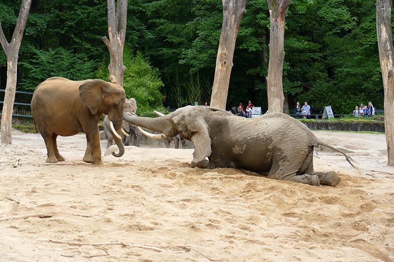 Afrikanischer Elefanten-Bulle TOOTH vor der Elefanten-Kuh SWENI am 26. Juli 2021 auf der Außenanlage im Zoo Wuppertal