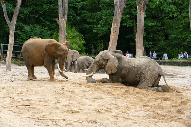 Afrikanischer Elefanten-Bulle TOOTH vor der Elefanten-Kuh SWENI am 26. Juli 2021 auf der Außenanlage im Grünen Zoo Wuppertal