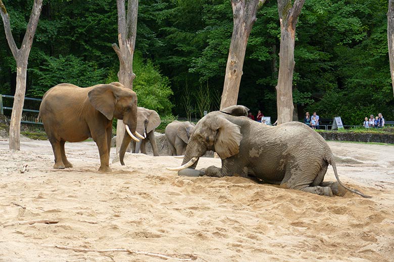 Afrikanischer Elefanten-Bulle TOOTH vor der Elefanten-Kuh SWENI am 26. Juli 2021 auf der Außenanlage im Zoologischen Garten Wuppertal