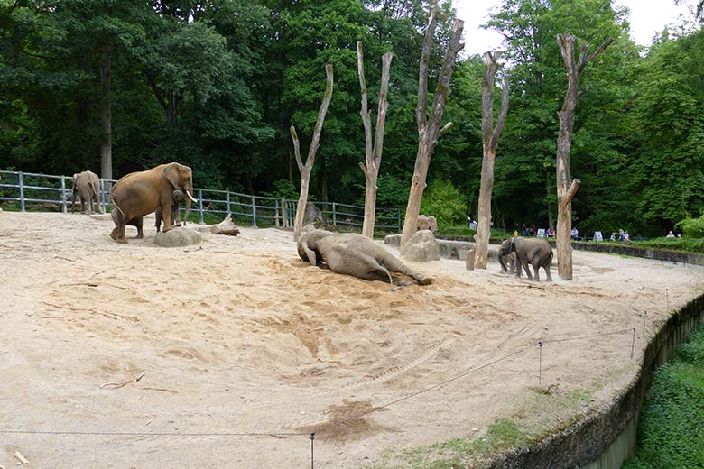 Afrikanischer Elefanten-Bulle TOOTH am 26. Juli 2021 auf der Außenanlage im Wuppertaler Zoo