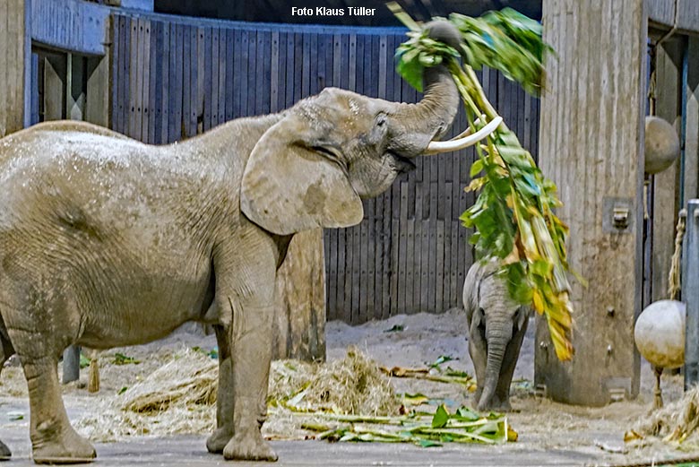 Afrikanische Elefanten-Kuh SWENI mit Bananen-Stauden am 9. November 2021 im Elefanten-Haus im Wuppertaler Zoo (Foto Klaus Tüller)