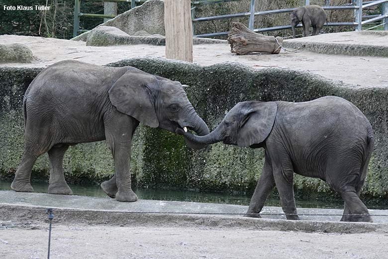 Afrikanische Elefanten am 21. Dezember 2021 auf der Außenanlage im Wuppertaler Zoo (Foto Klaus Tüller)