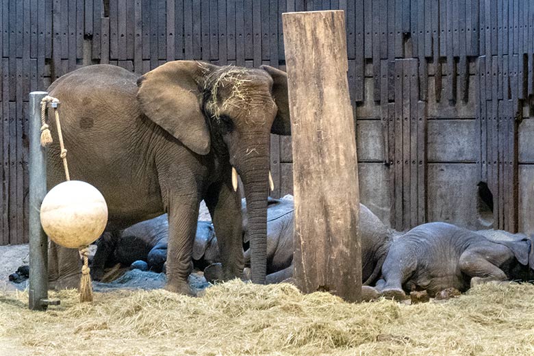 Trächtige Afrikanische Elefanten-Kuh TIKA am 20. Januar 2022 im Elefanten-Haus im Grünen Zoo Wuppertal