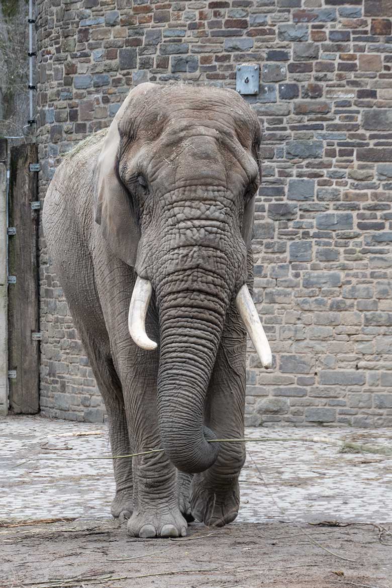 Afrikanischer Elefanten-Bulle TOOTH am 17. März 2022 allein auf der kleineren Außenanlage am Elefanten-Haus im Wuppertaler Zoo