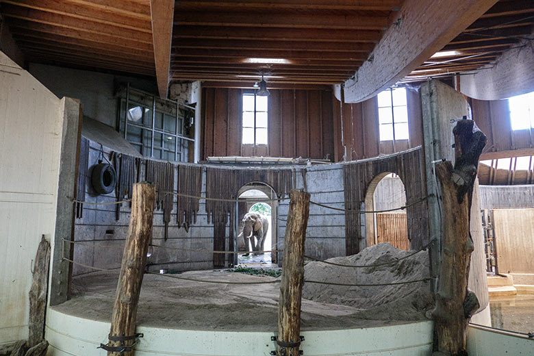 Afrikanischer Elefanten-Bulle TOOTH am 4. Juli 2022 im Elefanten-Haus im Zoologischen Garten Wuppertal
