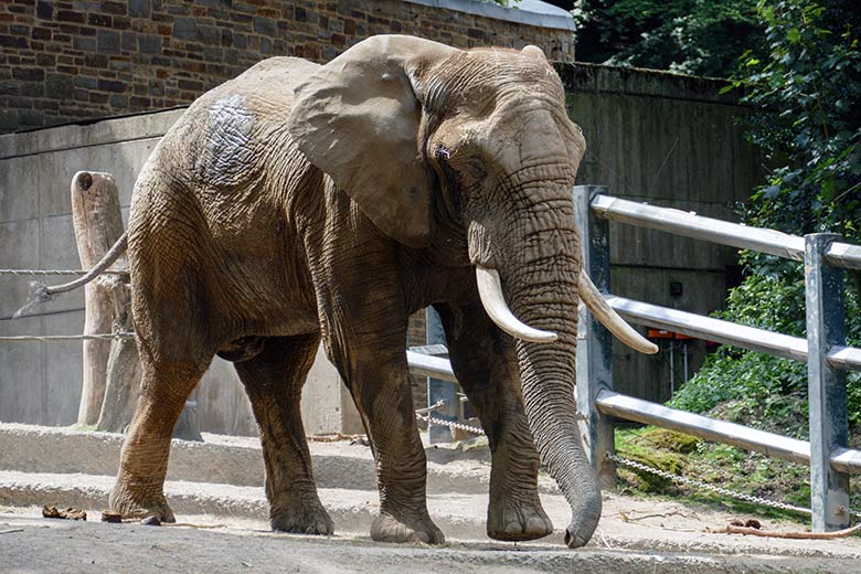 Afrikanischer Elefanten-Bulle TOOTH am 16. Juli 2022 auf der großen Außenanlage am Elefanten-Haus im Grünen Zoo Wuppertal