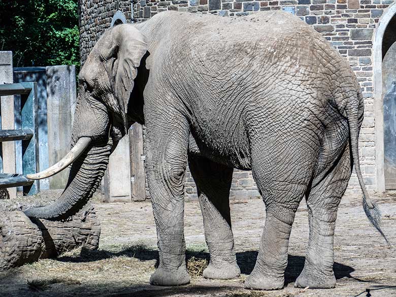 Afrikanischer Elefanten-Bulle TOOTH mit Schwanz-Quaste am 3. August 2022 auf der kleineren Außenanlage am Elefanten-Haus im Grünen Zoo Wuppertal