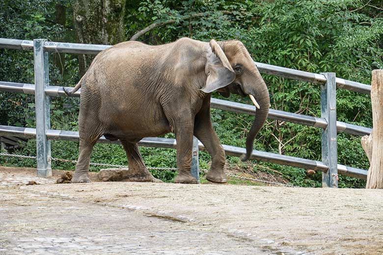 Trächtige Afrikanische Elefanten-Kuh TIKA am 4. September 2022 auf der Außenanlage am Elefanten-Haus im Grünen Zoo Wuppertal (Foto Klaus Tüller)