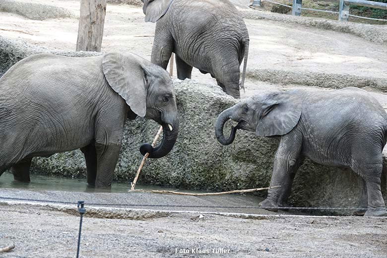 Elefanten-Jungtiere am 5. September 2022 am Wasser der Außenanlage am Elefanten-Haus im Grünen Zoo Wuppertal (Foto Klaus Tüller)