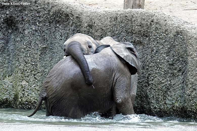 Elefanten-Jungtiere am 5. September 2022 am Wasser der Außenanlage am Elefanten-Haus im Grünen Zoo Wuppertal (Foto Klaus Tüller)