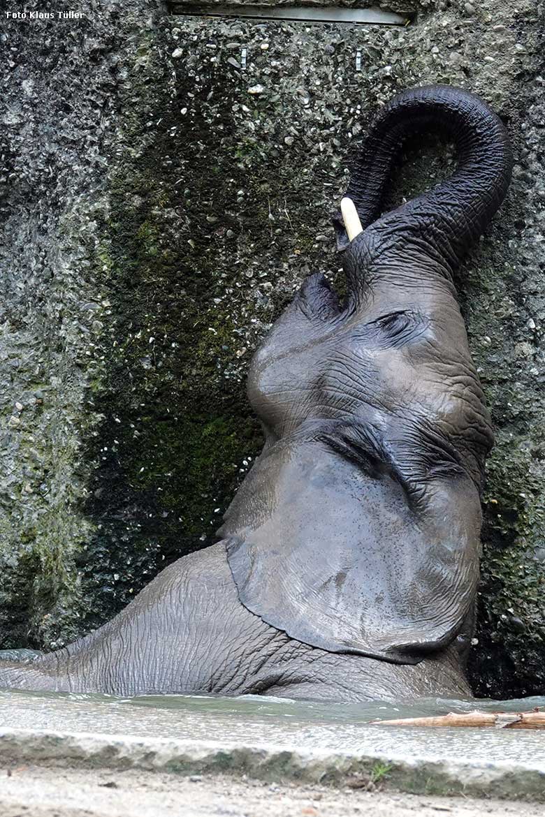 Elefanten-Jungtier am 5. September 2022 am Wasser der Außenanlage am Elefanten-Haus im Zoologischen Garten Wuppertal (Foto Klaus Tüller)