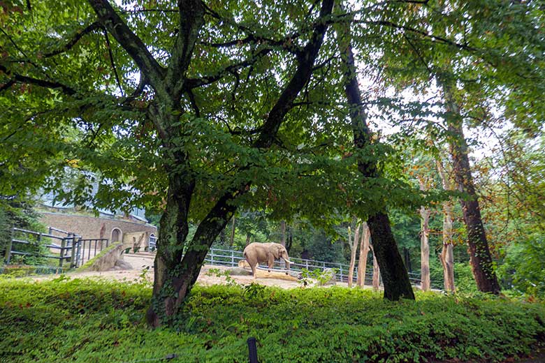 Afrikanischer Elefanten-Bulle TOOTH am 27. September 2022 allein auf der großen Außenanlage am Elefanten-Haus im Zoologischen Garten Wuppertal
