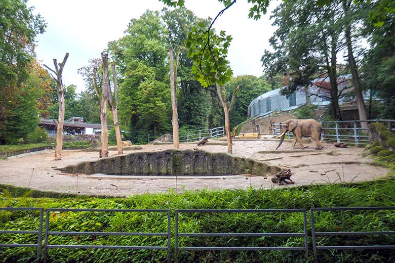 Afrikanischer Elefanten-Bulle TOOTH am 27. September 2022 allein auf der großen Außenanlage am Elefanten-Haus im Wuppertaler Zoo