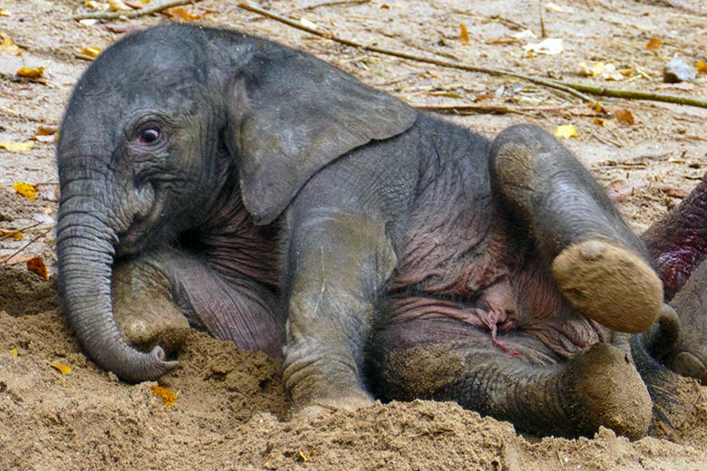 Afrikanisches Elefanten-Jungtier am Tag seiner Geburt am 14. Oktober 2022 auf der größeren Außenanlage am Elefanten-Haus im Zoologischen Garten der Stadt Wuppertal