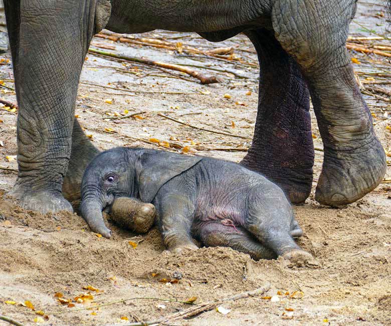 Afrikanisches Elefanten-Jungtier am Tag seiner Geburt am 14. Oktober 2022 auf der größeren Außenanlage am Elefanten-Haus im Wuppertaler Zoo