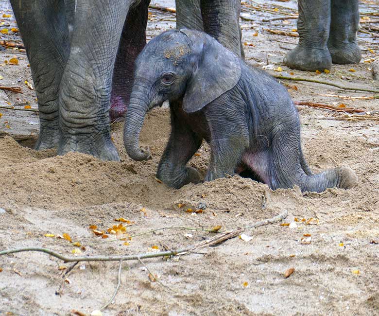 Afrikanisches Elefanten-Jungtier am Tag seiner Geburt am 14. Oktober 2022 auf der größeren Außenanlage am Elefanten-Haus im Grünen Zoo Wuppertal