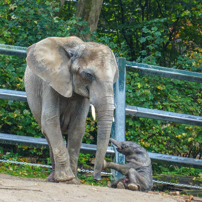 Afrikanische Elefanten-Kuh TIKA mit dem vor Stunden geborenen Elefanten-Kalb am 14. Oktober 2022 auf der größeren Außenanlage am Elefanten-Haus im Grünen Zoo Wuppertal