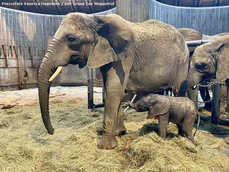 Afrikanische Elefanten-Kuh TIKA mit dem vor Stunden geborenen Elefanten-Kalb am 14. Oktober 2022 im Elefanten-Haus im Grünen Zoo Wuppertal (Pressefoto Vanessa Hagedorn - Der Grüne Zoo Wuppertal)