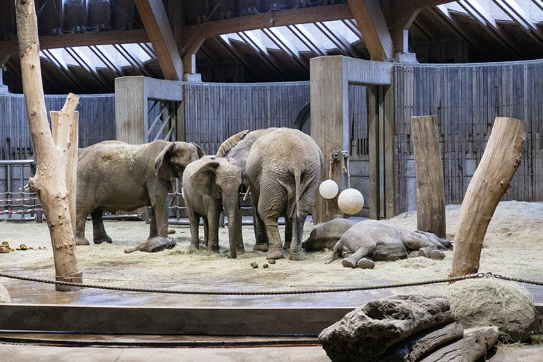 Weibliches Afrikanisches Elefanten-Jungtier MALI mit seiner Elefanten-Mutter TIKA am 17. Oktober 2022 auf der größeren Außenanlage am Elefanten-Haus im Grünen Zoo Wuppertal