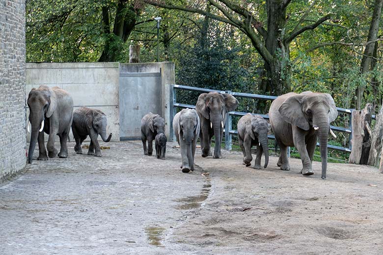 Afrikanische Elefanten-Herde mit drei Kühen und fünf Jungtieren einschließlich Jungtier TSAVO am 10. November 2022 auf der größeren Außenanlage am Elefanten-Haus im Grünen Zoo Wuppertal