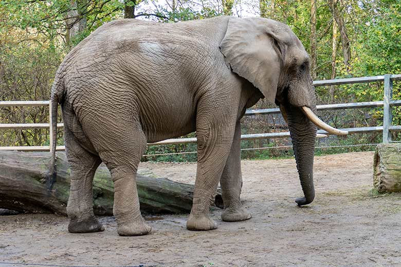 Afrikanischer Elefanten-Bullen TOOTH am 12. November 2022 auf der kleineren Außenanlage am Elefanten-Haus im Grünen Zoo Wuppertal