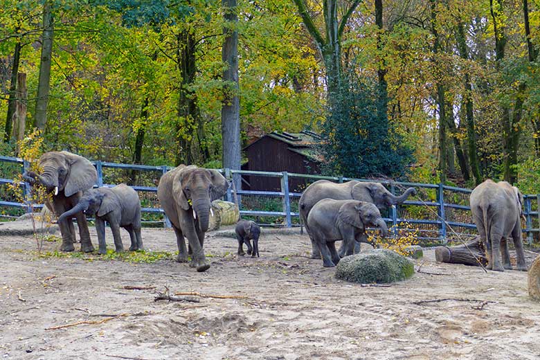 Sieben Afrikanische Elefanten am 23. November 2022 auf der größeren Außenanlage am Elefanten-Haus im Grünen Zoo Wuppertal