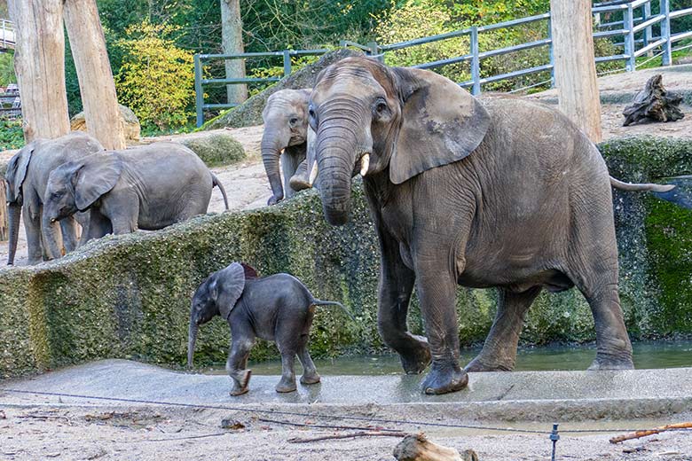 Afrikanische Elefanten am 25. November 2022 auf der größeren Außenanlage am Elefanten-Haus im Grünen Zoo Wuppertal