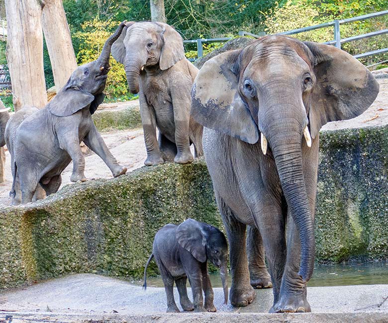 Afrikanische Elefanten am 25. November 2022 auf der größeren Außenanlage am Elefanten-Haus im Zoologischen Garten Wuppertal