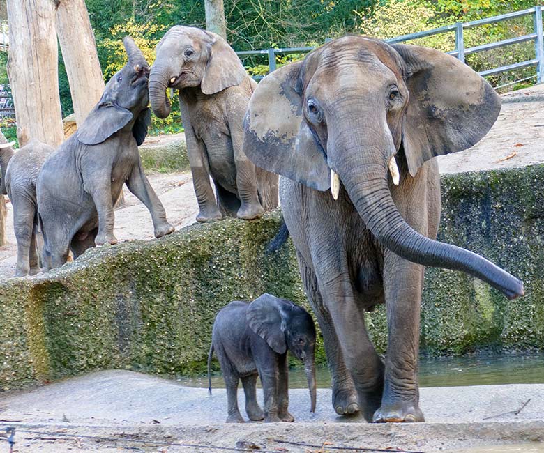 Afrikanische Elefanten am 25. November 2022 auf der größeren Außenanlage am Elefanten-Haus im Zoo Wuppertal