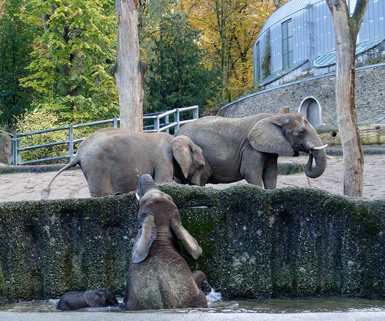 Afrikanische Elefanten am 25. November 2022 auf der größeren Außenanlage am Elefanten-Haus im Grünen Zoo Wuppertal