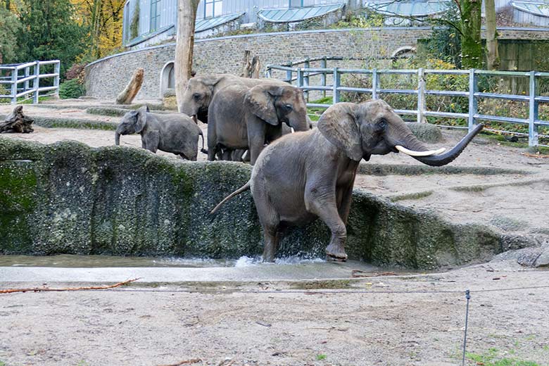 Afrikanische Elefanten am 25. November 2022 auf der größeren Außenanlage am Elefanten-Haus im Zoo Wuppertal