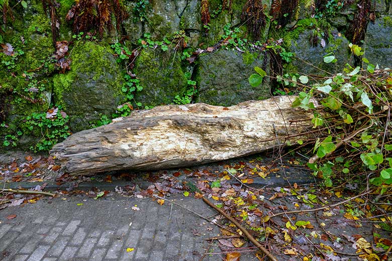 Abgelegter abgebrochener Baumstamm am 26. November 2022 am Rand der kleineren Außenanlage am Elefanten-Haus im Wuppertaler Zoo