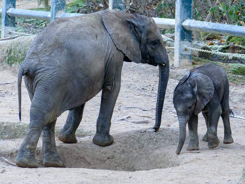 Rotkappen-Fruchttaube mit Küken am 9. Dezember 2022 im Vogel-Haus im Grünen Zoo Wuppertal