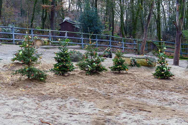 Von Zoogästen geschmückte Nadelbäume am 21. Dezember 2022 auf der größeren Außenanlage im Zoologischen Garten Wuppertal