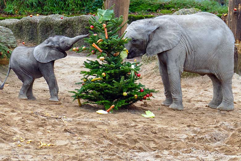 Afrikanische Elefanten an einem von Zoogästen geschmückten Nadelbaum am 21. Dezember 2022 auf der größeren Außenanlage im Zoo Wuppertal