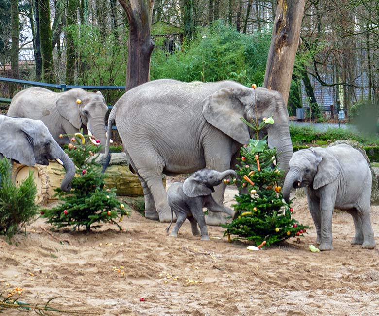 Afrikanische Elefanten an von Zoogästen geschmückten Nadelbäumen am 21. Dezember 2022 auf der größeren Außenanlage im Wuppertaler Zoo