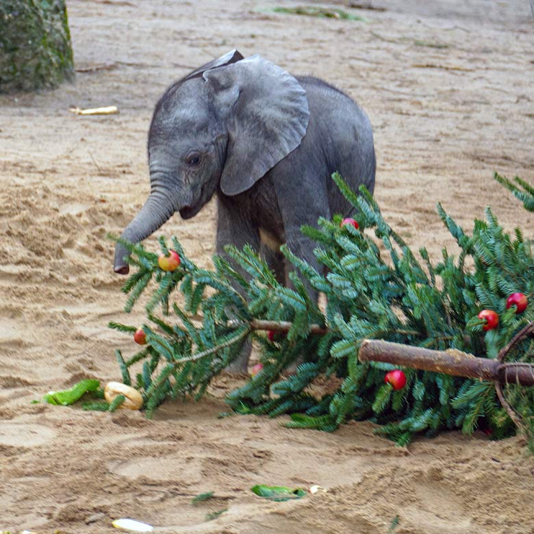 Afrikanisches Elefanten-Jungtier MALI an einem von Zoogästen geschmückten Nadelbaum am 21. Dezember 2022 auf der größeren Außenanlage im Grünen Zoo Wuppertal