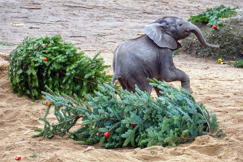 Afrikanisches Elefanten-Jungtier MALI an von Zoogästen geschmückten Nadelbäumen am 21. Dezember 2022 auf der größeren Außenanlage im Wuppertaler Zoo