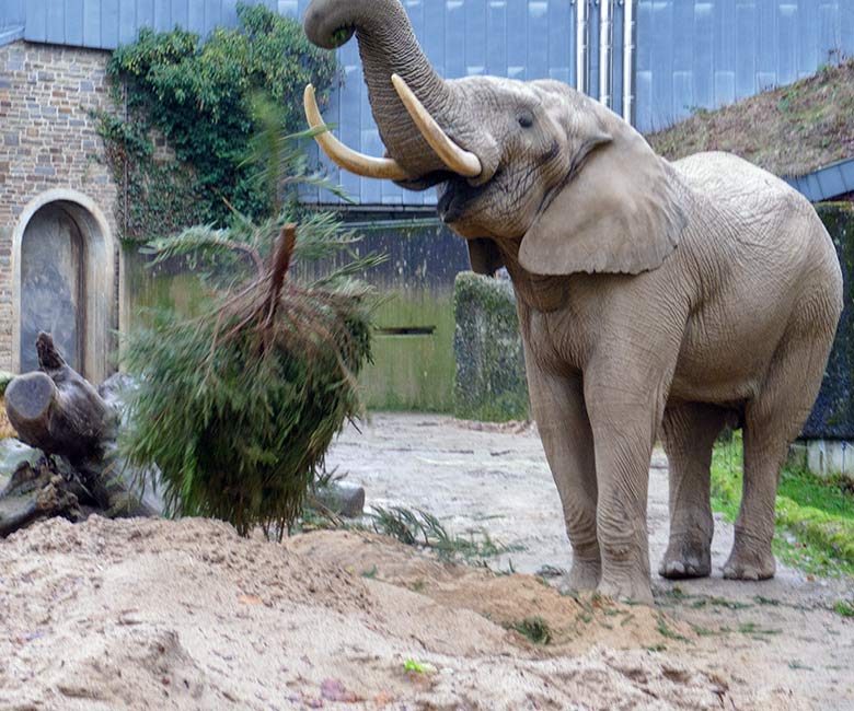 Afrikanischer Elefanten-Bulle TOOTH mit Nadelbaum am 21. Dezember 2022 auf der kleineren Außenanlage im Grünen Zoo Wuppertal