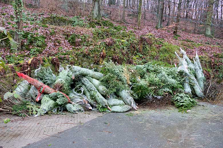 Nicht verkaufte Weihnachtsbäume für Elefanten am 28. Dezember 2022 in der Nähe der Bullen-Außenanlage im Wuppertaler Zoo