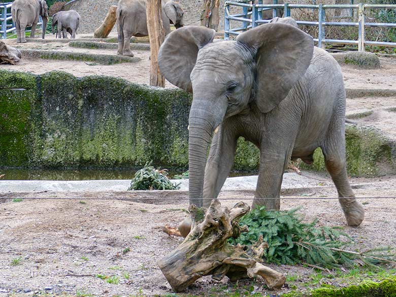Junger weiblicher Afrikanischer Elefant TUFFI mit Nadelbaum am 30. Dezember 2022 auf der Außenanlage im Grünen Zoo Wuppertal
