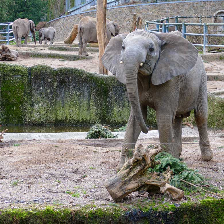Junger weiblicher Afrikanischer Elefant TUFFI mit Nadelbaum am 30. Dezember 2022 auf der Außenanlage im Wuppertaler Zoo