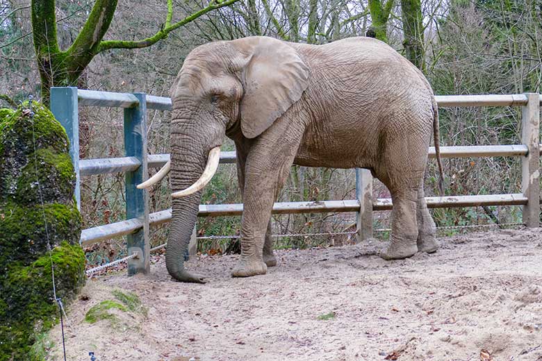 Afrikanischer Elefanten-Bulle TOOTH am 31. Dezember 2022 auf der Bullen-Außenanlage am Elefanten-Haus im Grünen Zoo Wuppertal