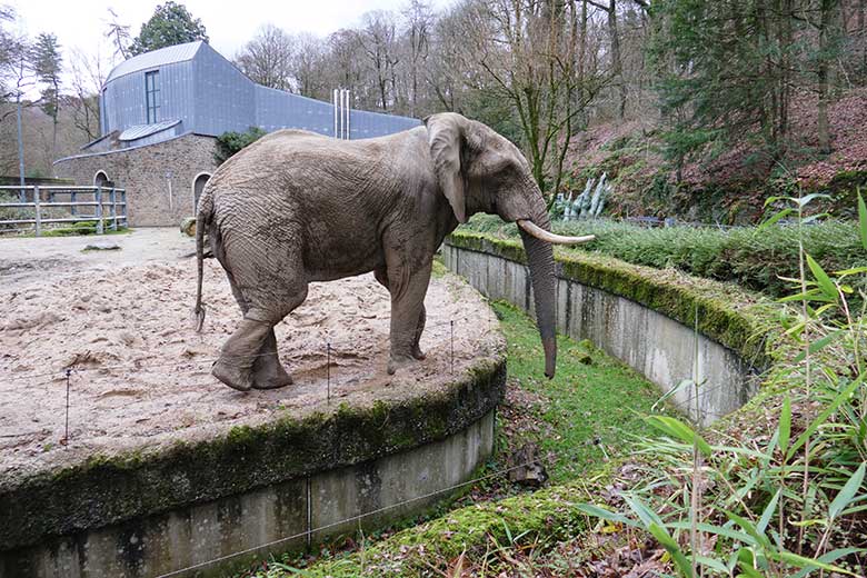 Afrikanischer Elefanten-Bulle TOOTH am 31. Dezember 2022 auf der Bullen-Außenanlage am Elefanten-Haus im Zoo Wuppertal