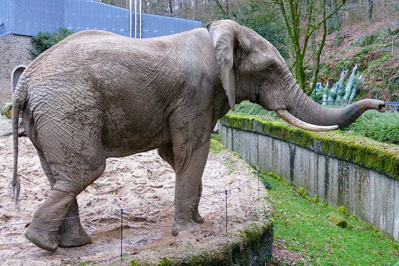 Afrikanischer Elefanten-Bulle TOOTH am 31. Dezember 2022 auf der Bullen-Außenanlage am Elefanten-Haus im Wuppertaler Zoo
