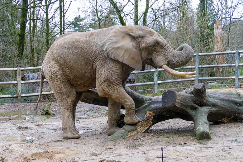 Afrikanischer Elefanten-Bulle TOOTH am 31. Dezember 2022 auf der Bullen-Außenanlage am Elefanten-Haus im Grünen Zoo Wuppertal