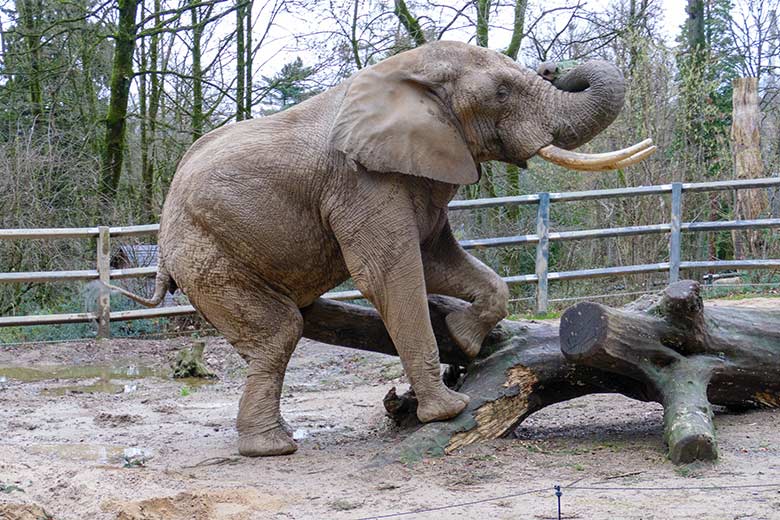 Afrikanischer Elefanten-Bulle TOOTH am 31. Dezember 2022 auf der Bullen-Außenanlage am Elefanten-Haus im Zoologischen Garten Wuppertal
