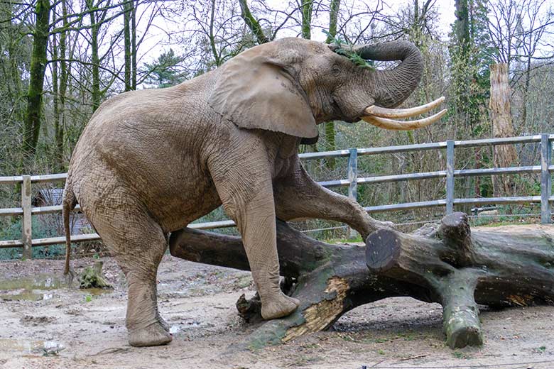 Afrikanischer Elefanten-Bulle TOOTH am 31. Dezember 2022 auf der Bullen-Außenanlage am Elefanten-Haus im Zoo Wuppertal