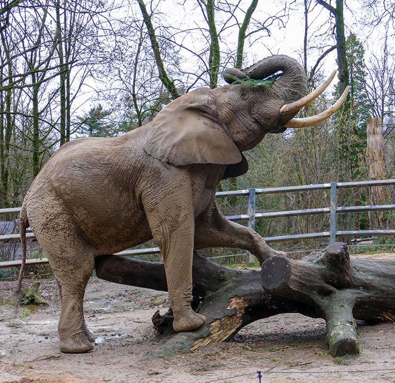 Afrikanischer Elefanten-Bulle TOOTH am 31. Dezember 2022 auf der Bullen-Außenanlage am Elefanten-Haus im Wuppertaler Zoo